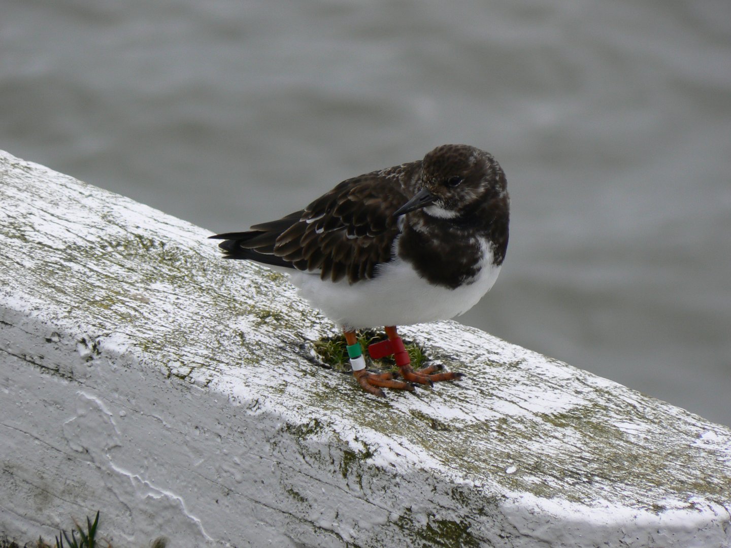 Ruddy Turnstone - 1 April 2018, Scarborough Harbour