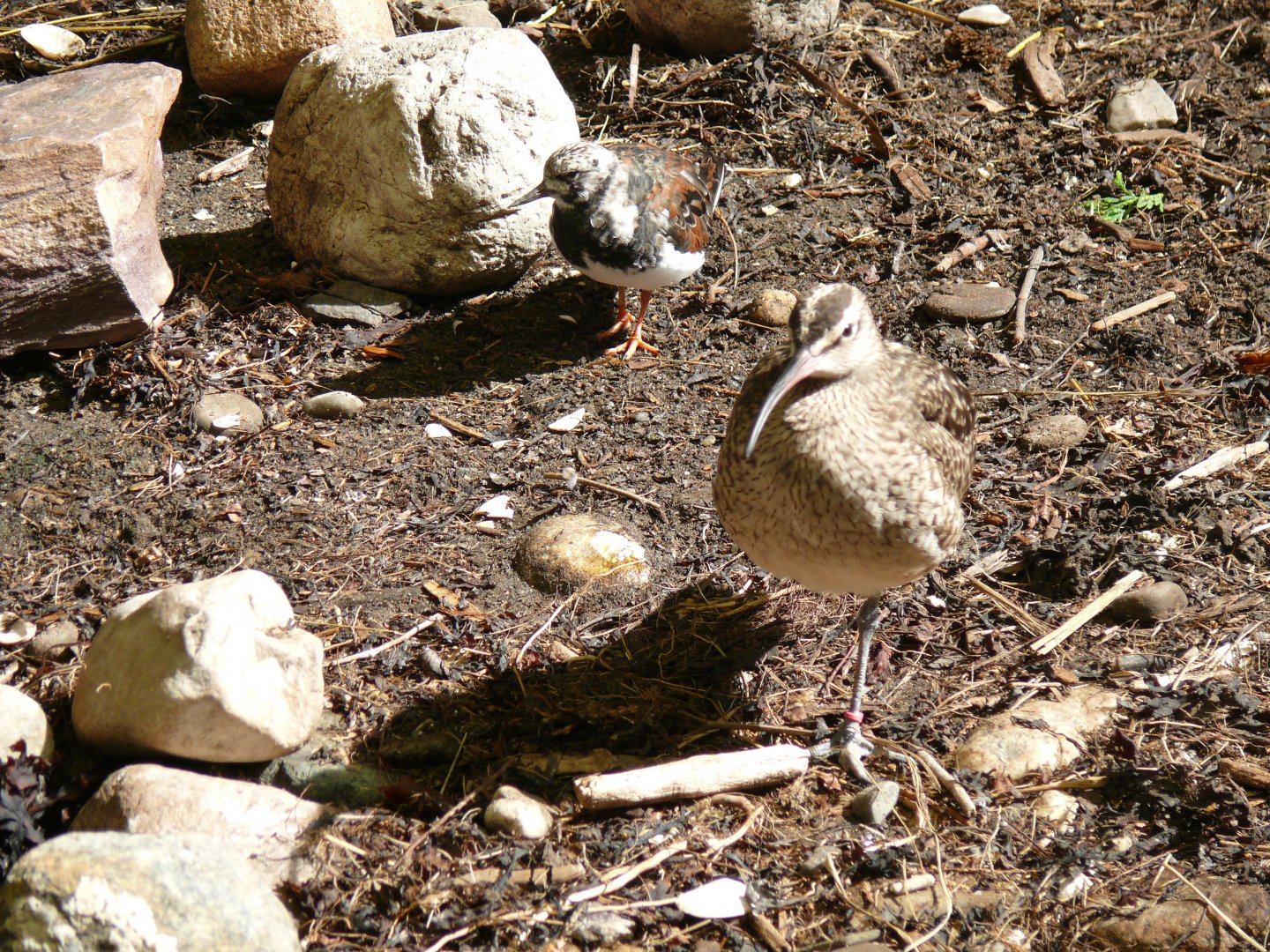 Ruddy turnstone and Whimbrel - reopening 31-08-2020