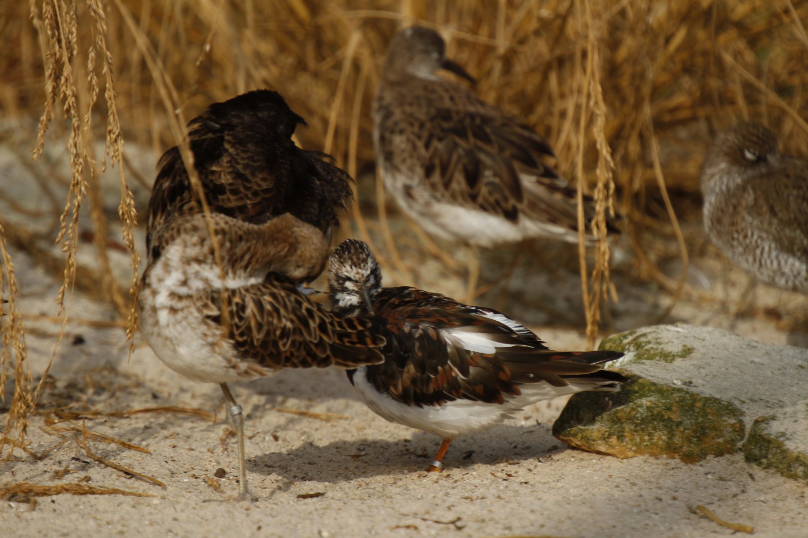 Ruddy turnstone (Arenaria interpres), Common redshank (Tringa totanus) & Ruff (Philomachus pugnax)