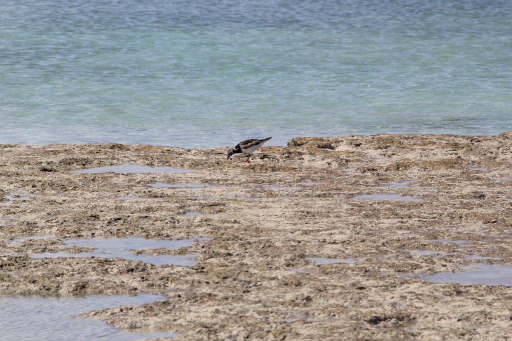 Ruddy Turnstone (Arenaria interpres)
