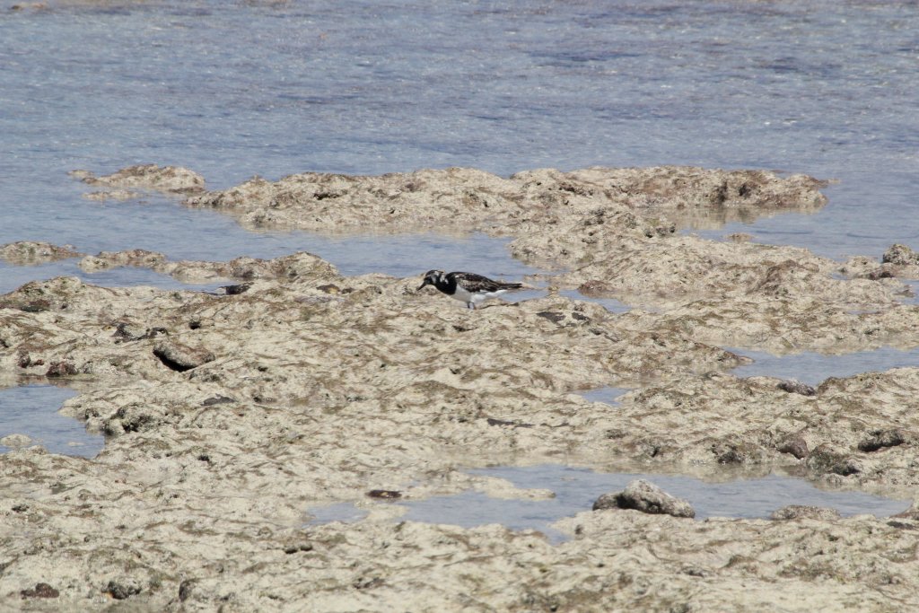Ruddy Turnstone (Arenaria interpres)