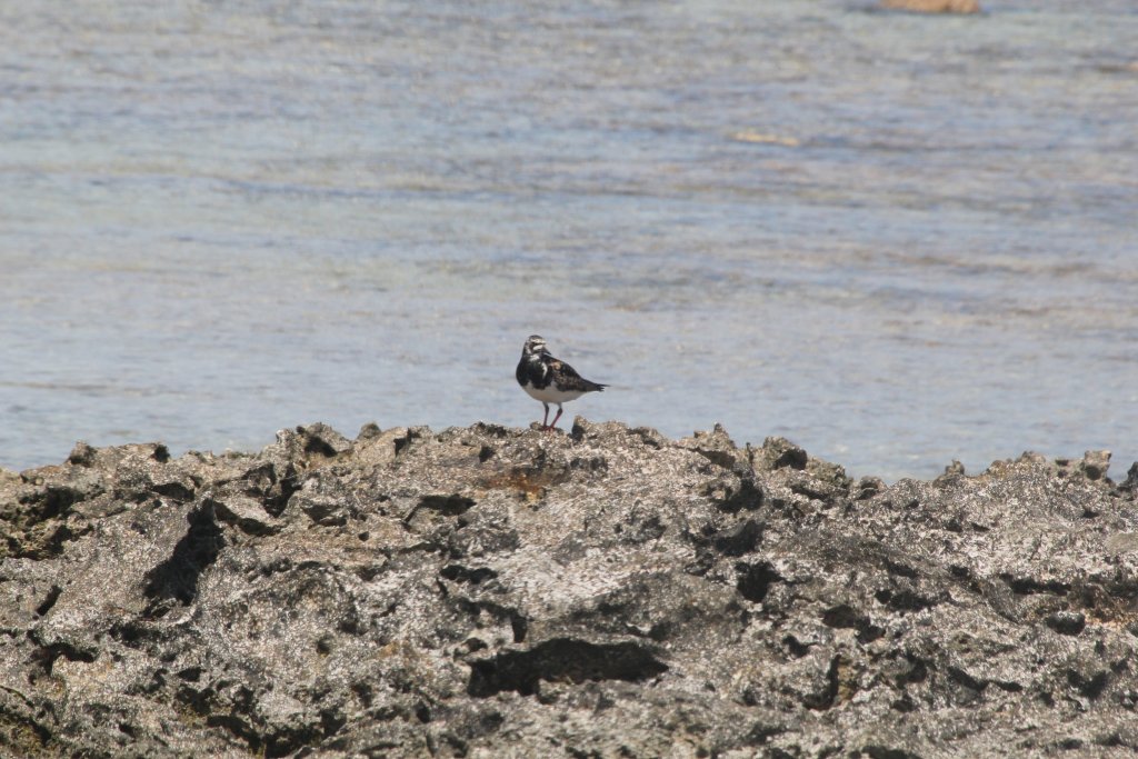 Ruddy Turnstone (Arenaria interpres)