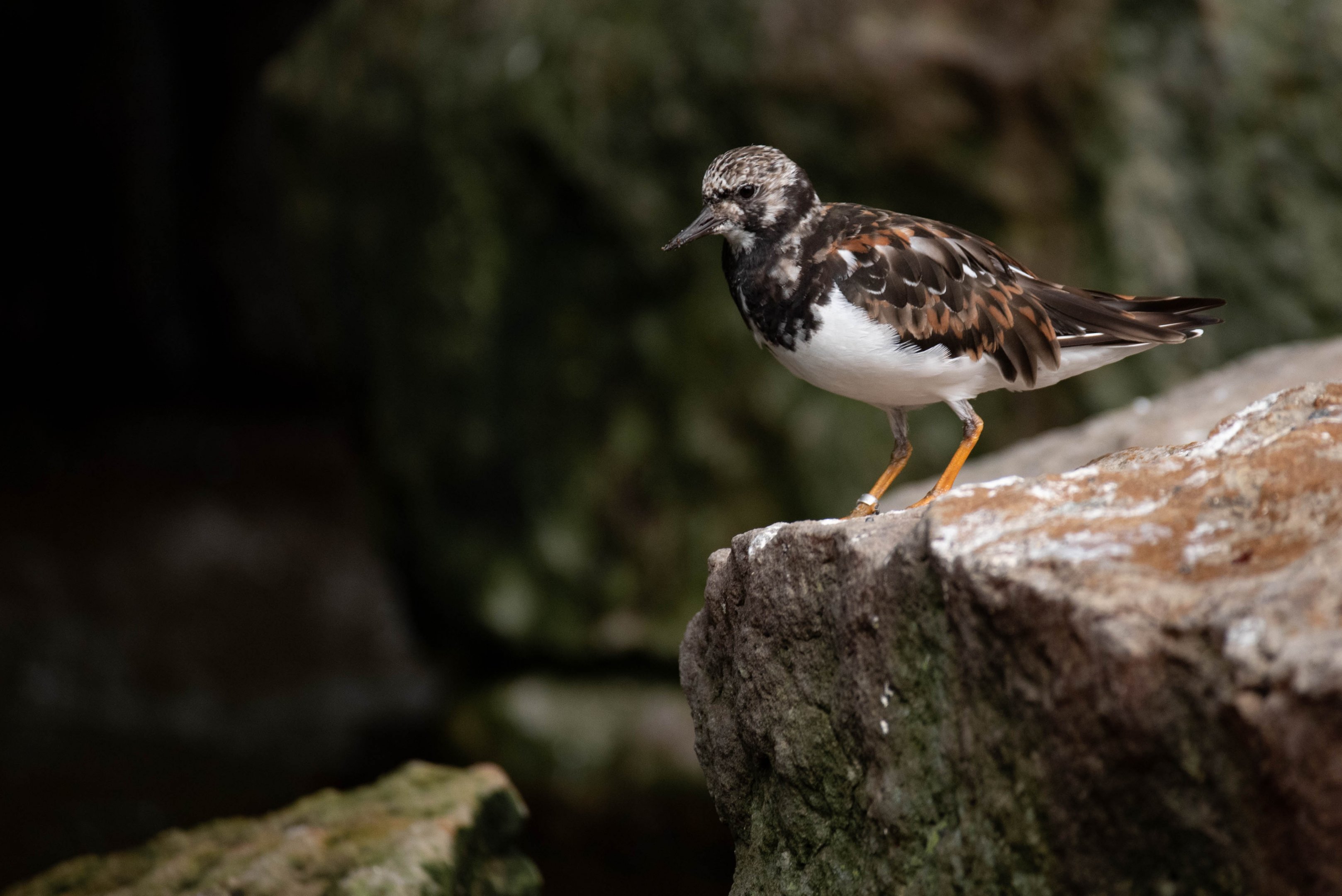 Ruddy turnstone - Arenaria interpres