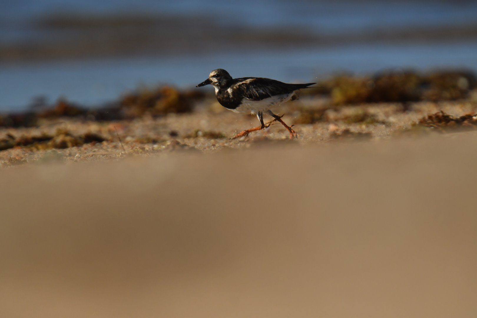 Ruddy Turnstone (Arenaria interpres)