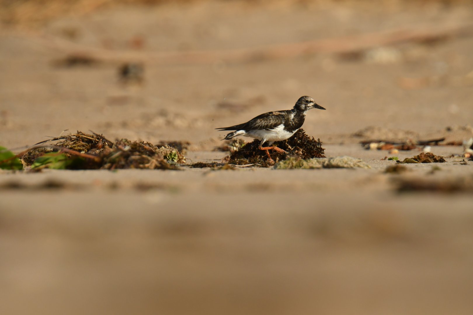 Ruddy Turnstone (Arenaria interpres)