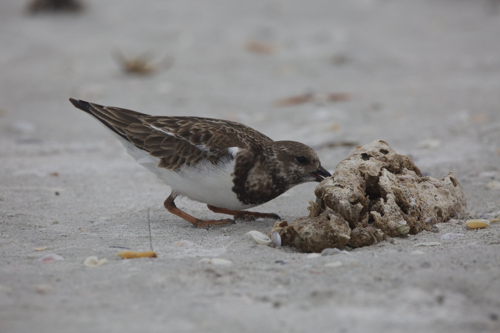 Ruddy turnstone/ Arenaria interpres