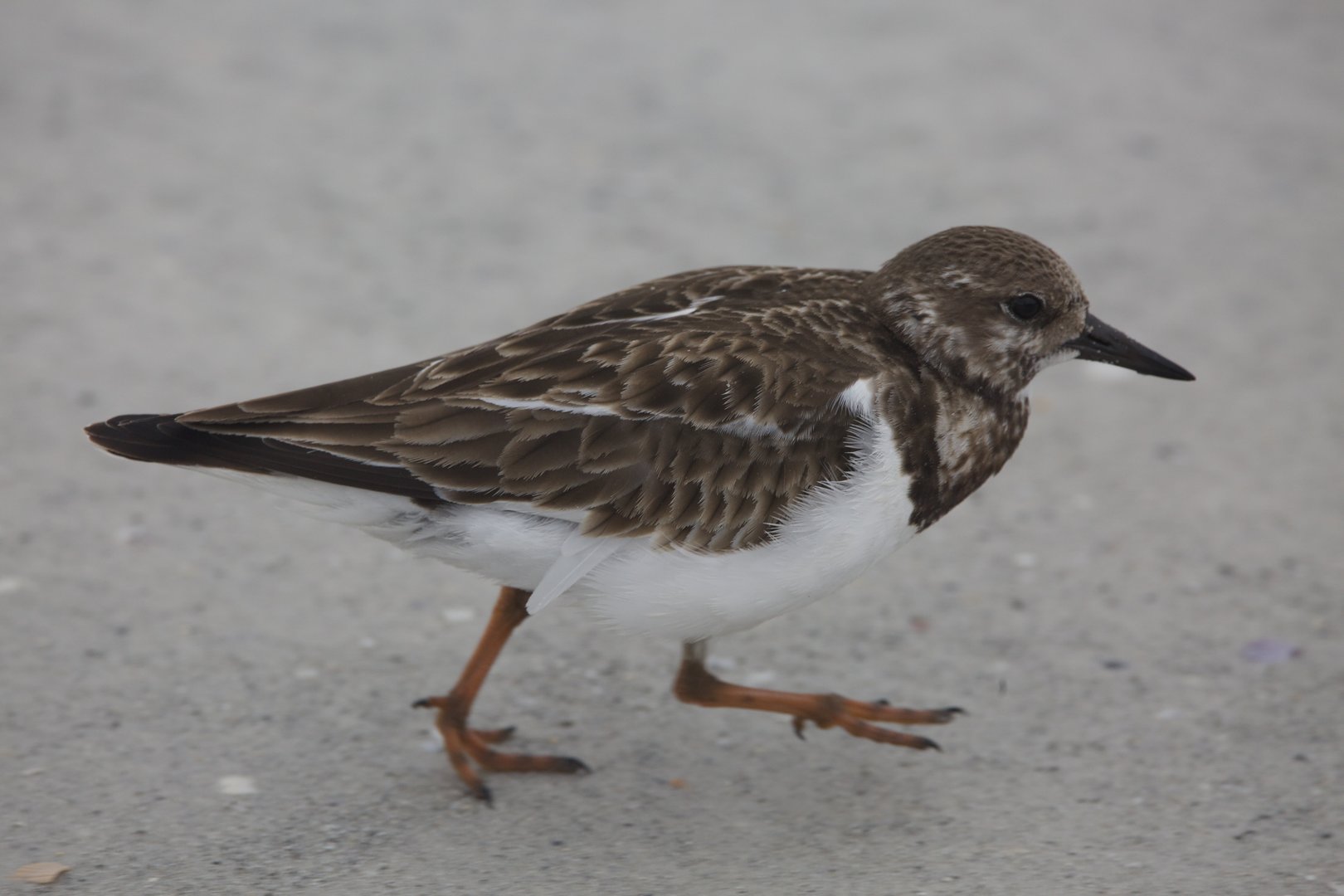 Ruddy turnstone/ Arenaria interpres
