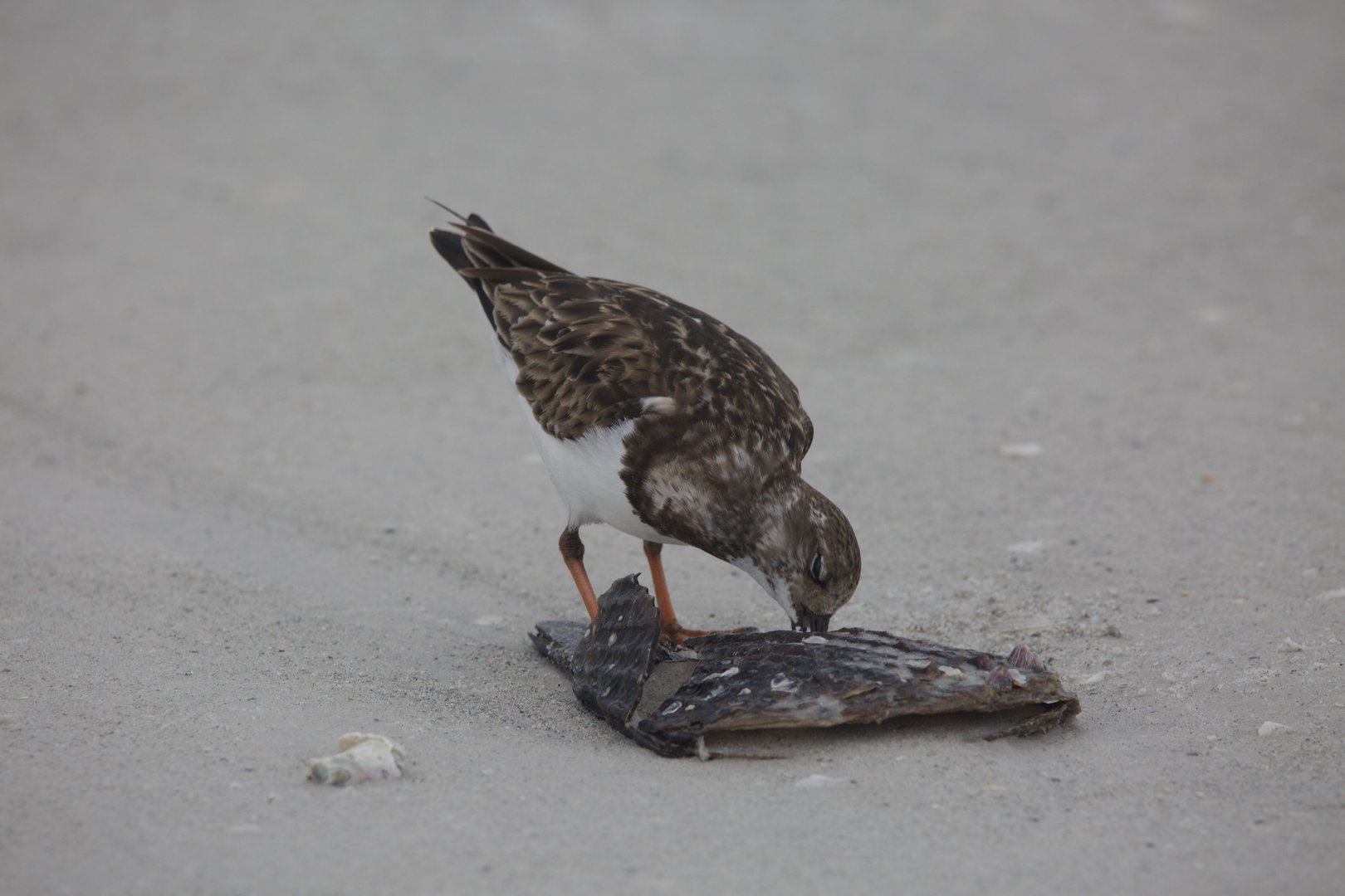 Ruddy turnstone/ Arenaria interpres