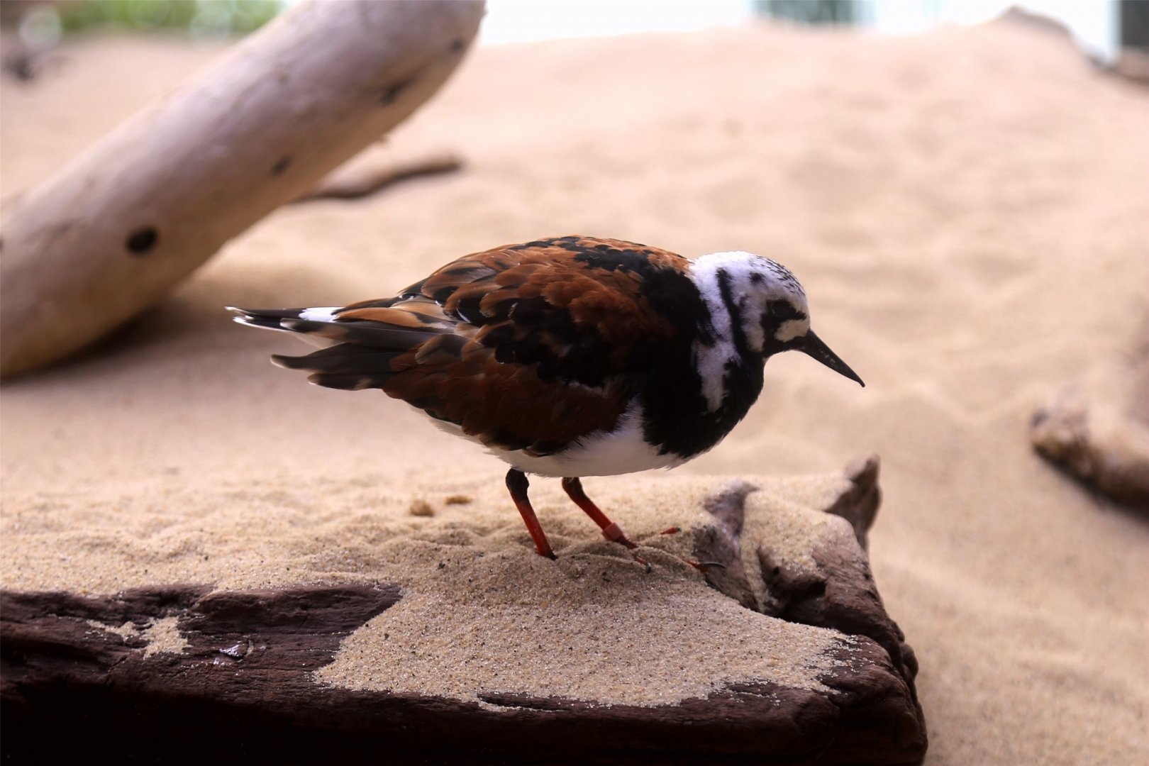 Ruddy Turnstone (Arenaria interpres)