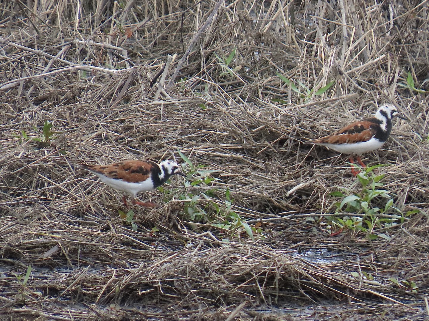 Ruddy Turnstone (Arenaria interpres)