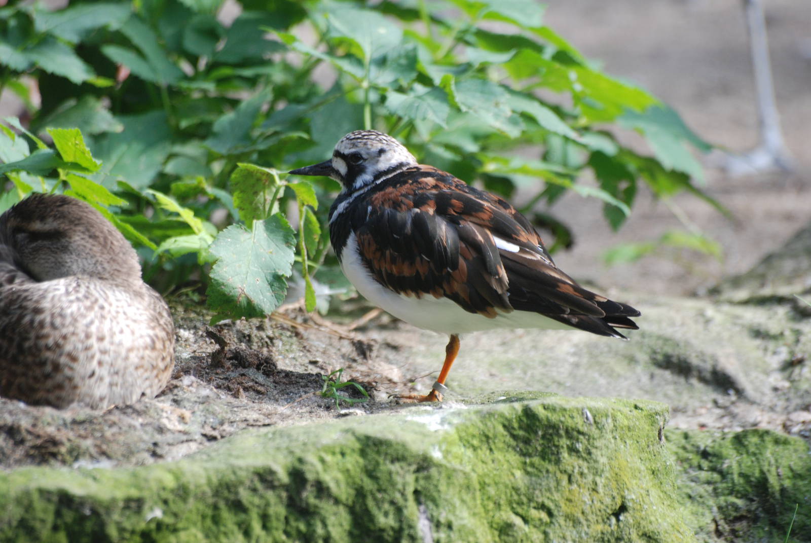 Ruddy Turnstone at Berlin Zoo, 31/08/11