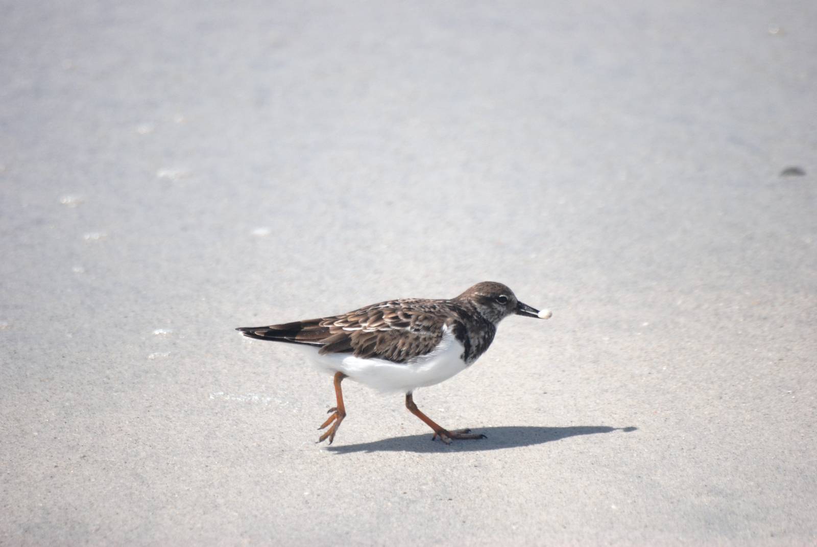 Ruddy Turnstone, Cayo Costa, October 2013