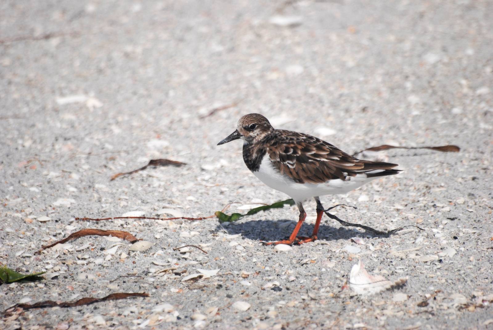 Ruddy Turnstone, Cayo Costa, October 2013