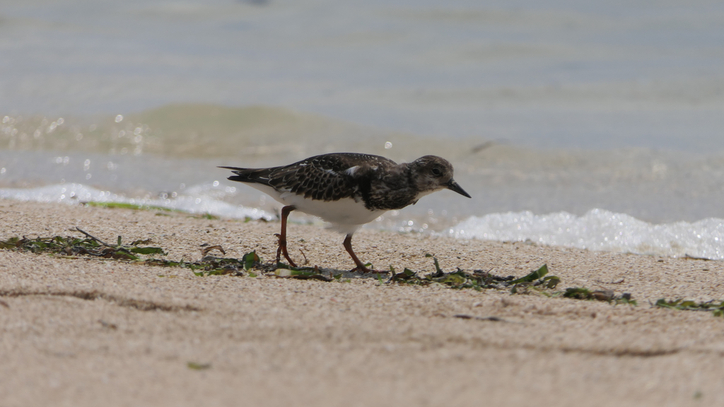 Ruddy Turnstone - Green Island