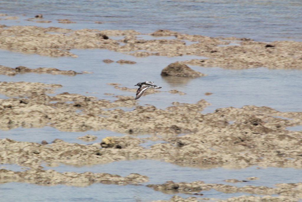 Ruddy Turnstone in flight (Arenaria interpres)