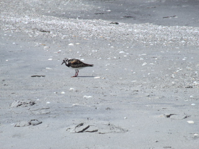 Ruddy Turnstone