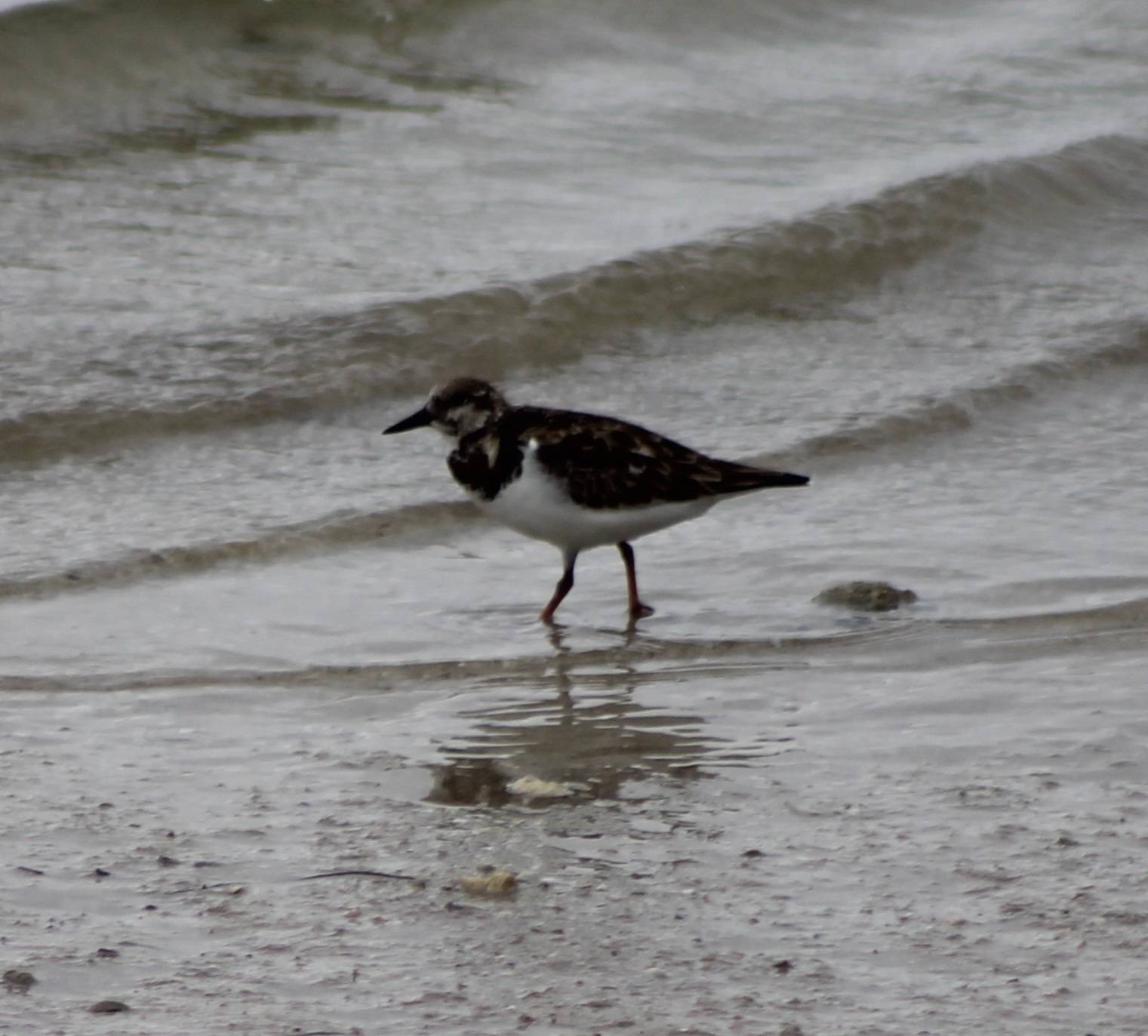 Ruddy turnstone