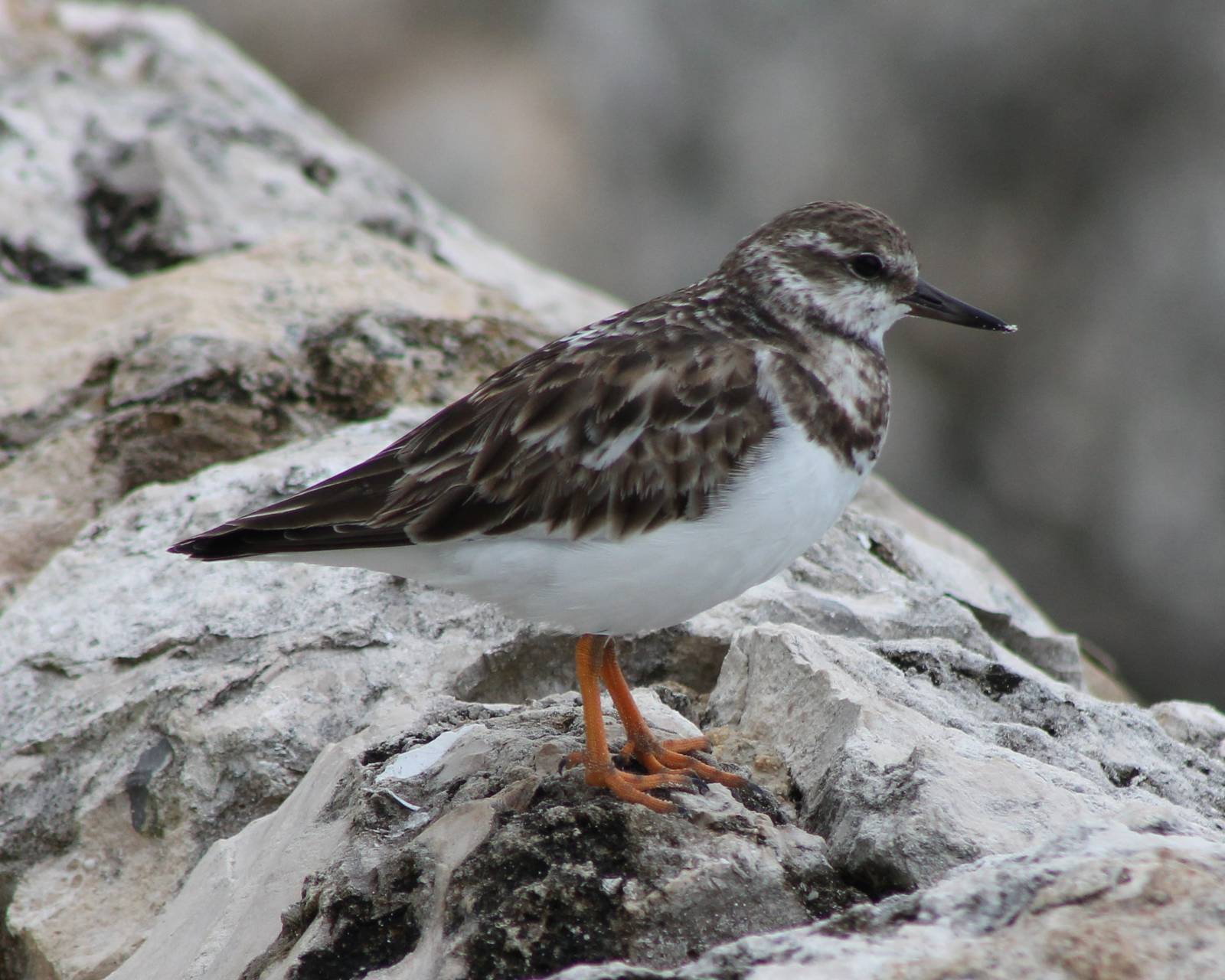 Ruddy turnstone