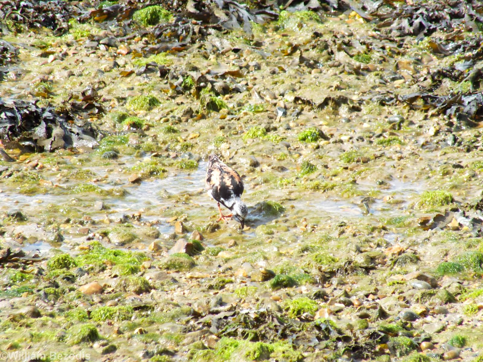 Ruddy Turnstone