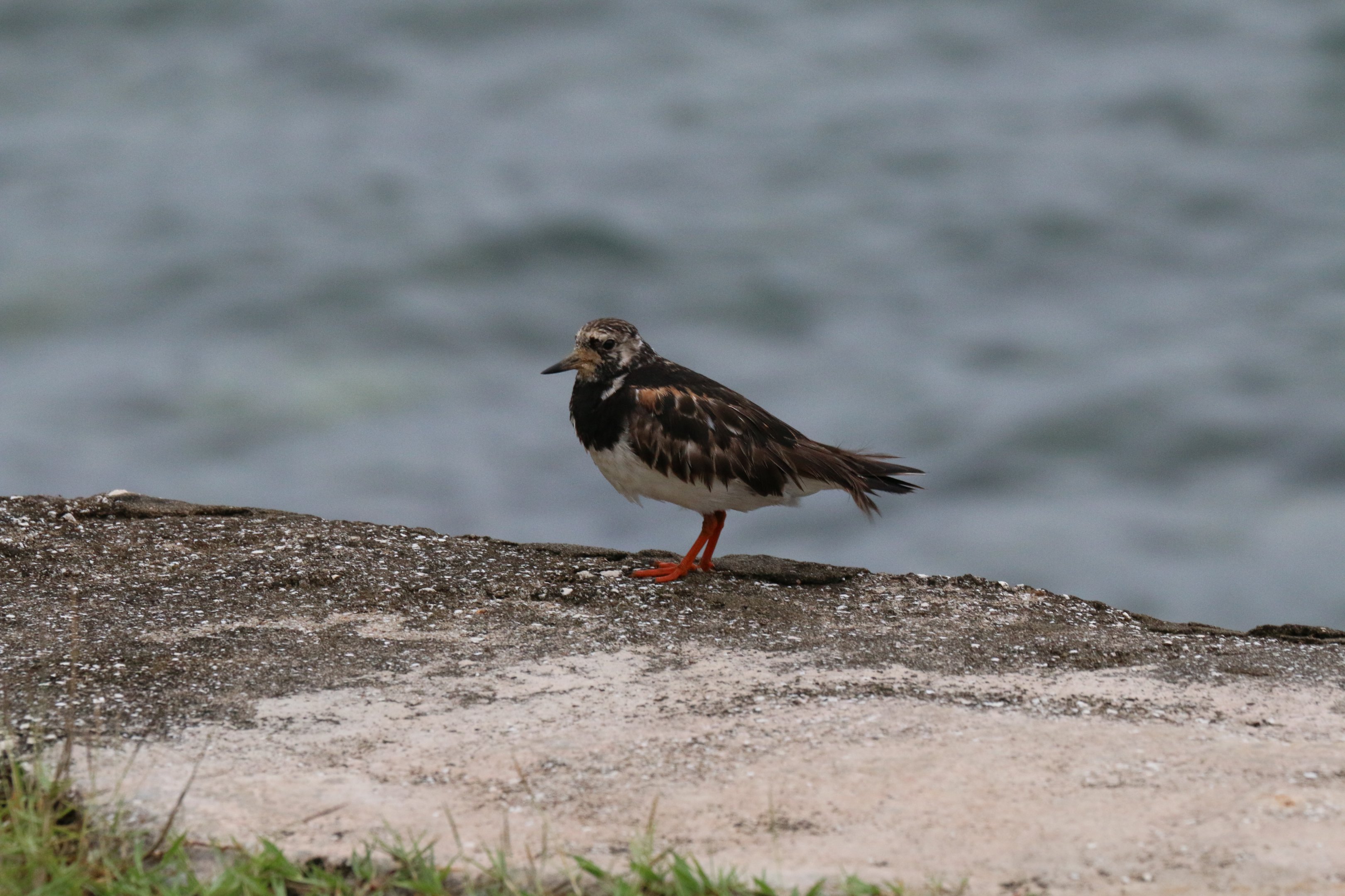Ruddy Turnstone