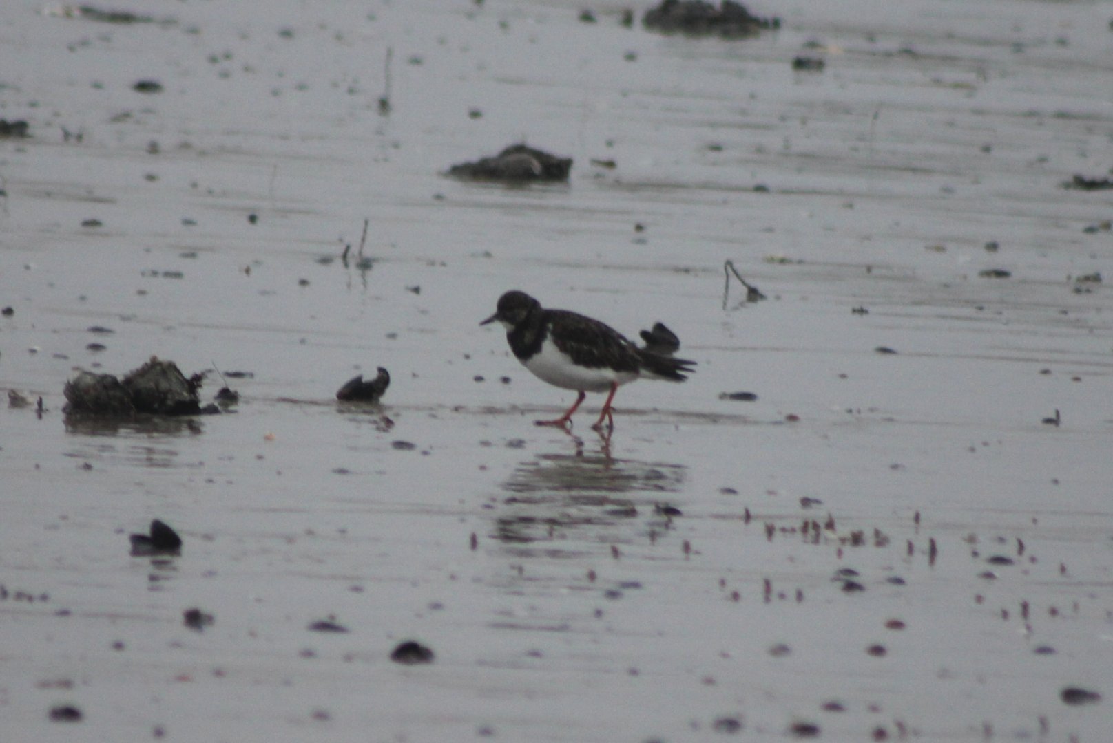 Ruddy turnstone