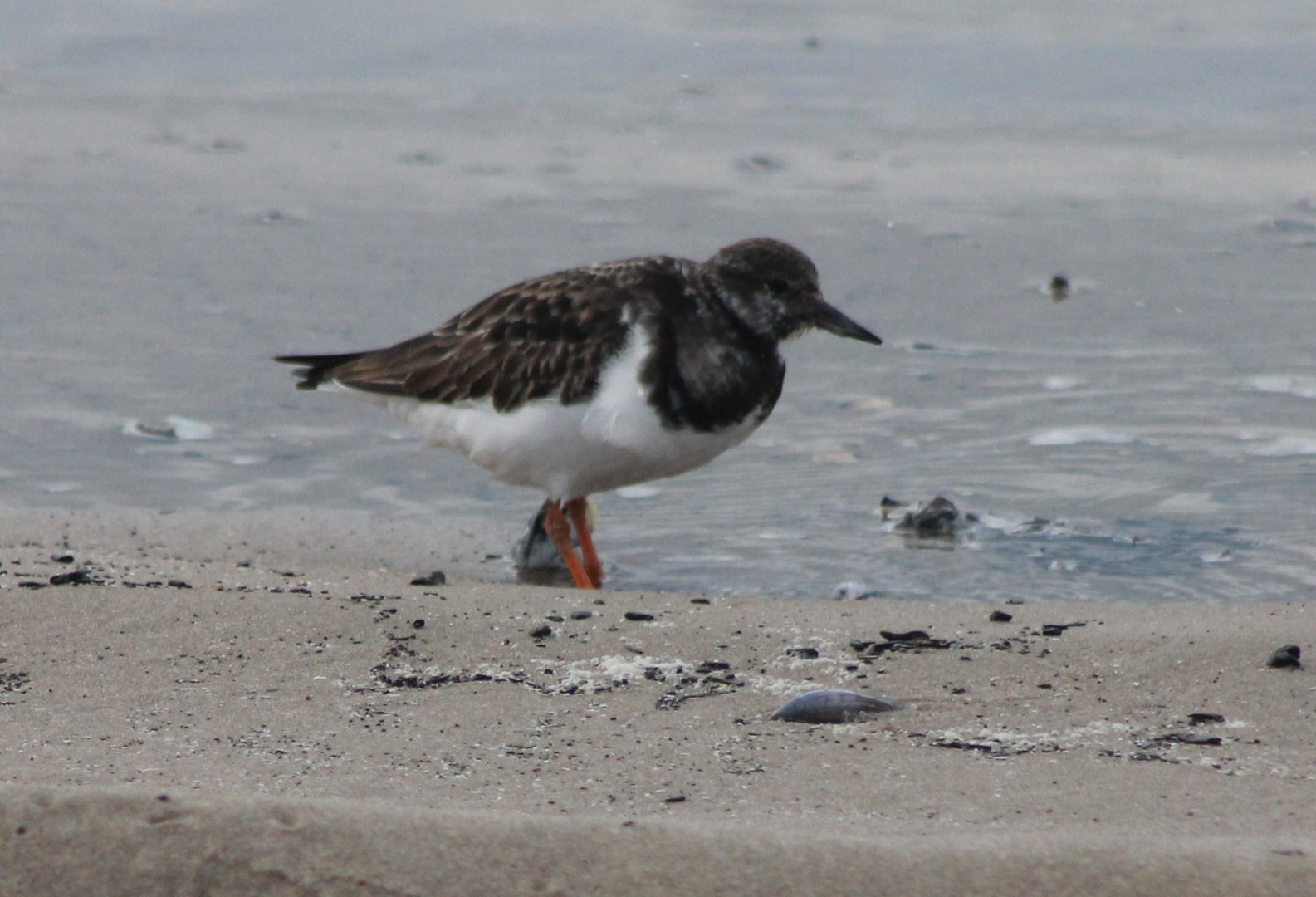 Ruddy turnstone