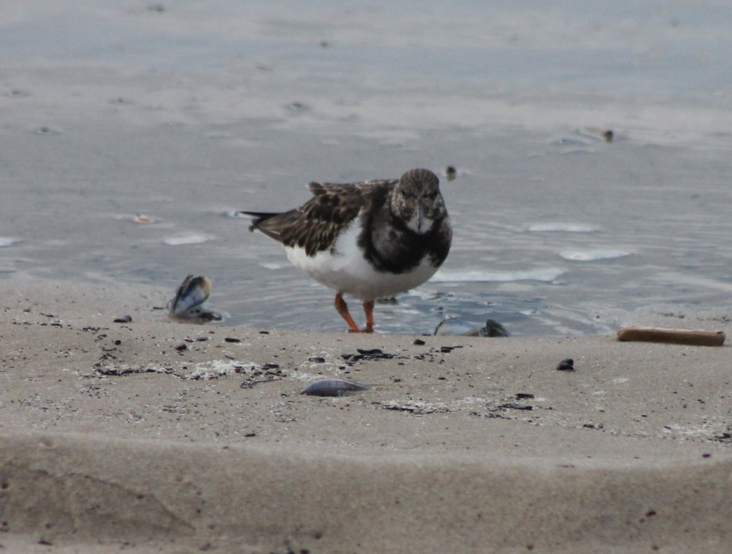 Ruddy turnstone