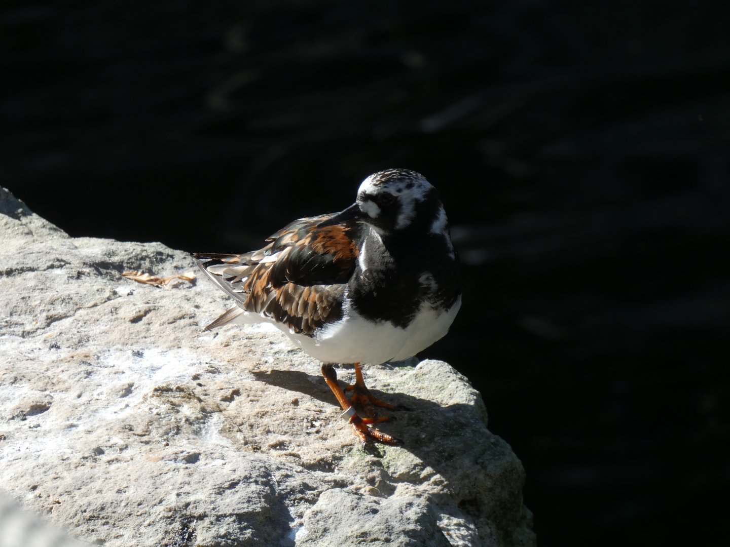 Ruddy Turnstone