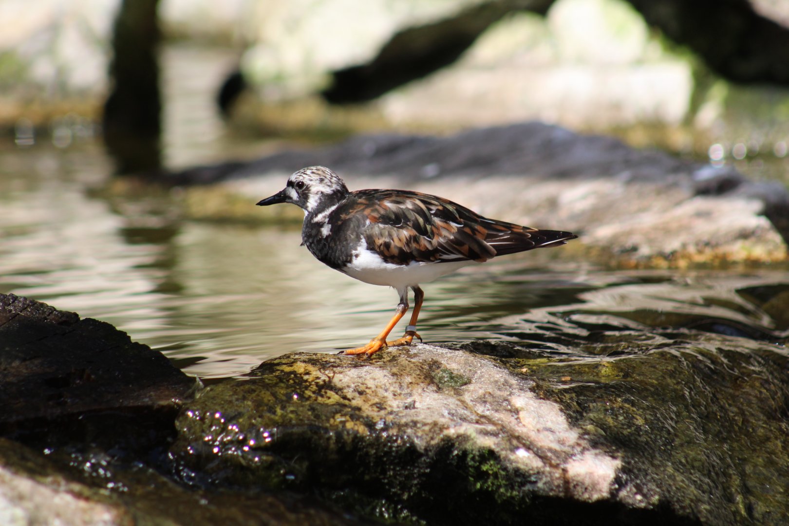Ruddy Turnstone