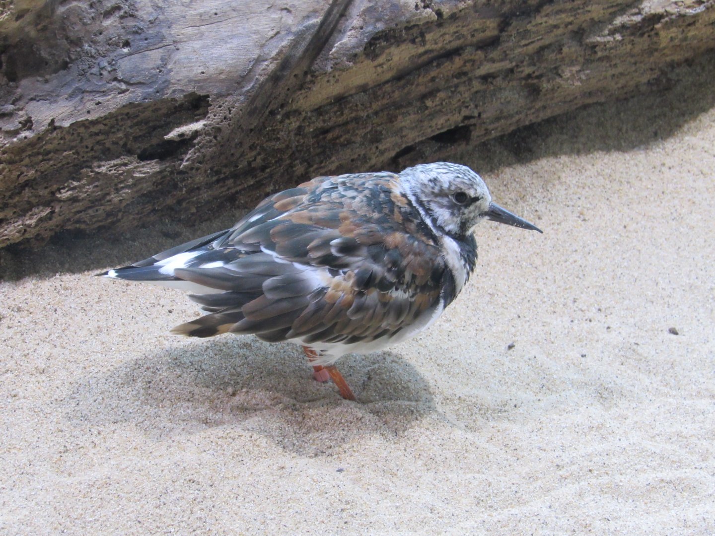 Ruddy Turnstone