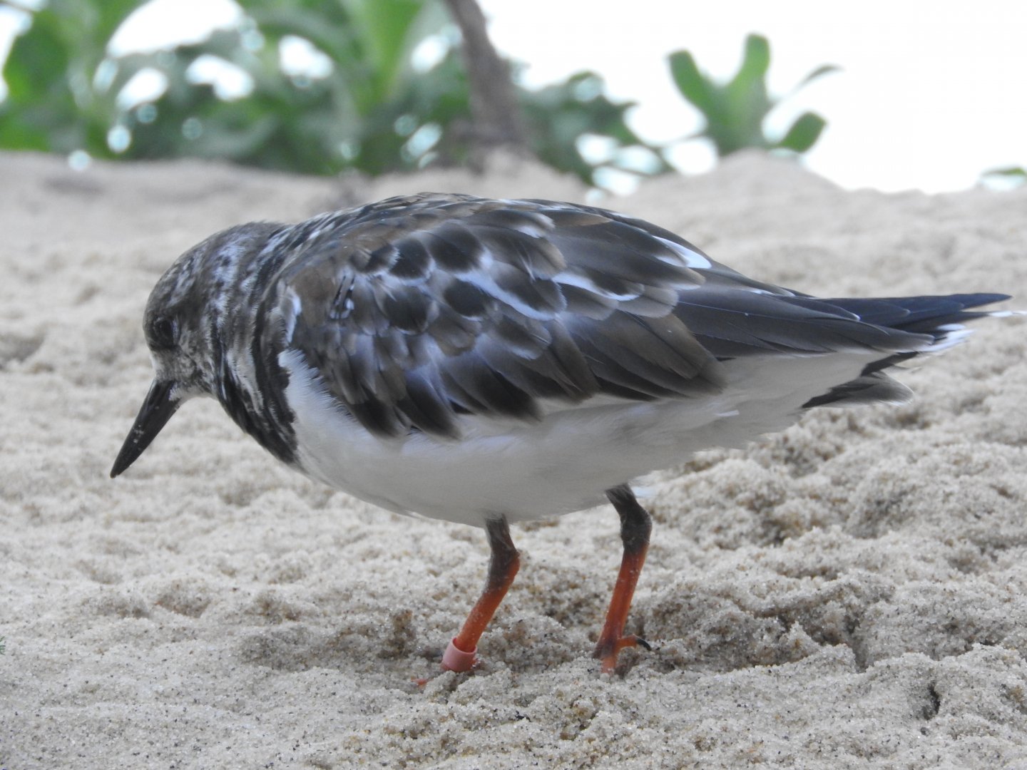 Ruddy Turnstone
