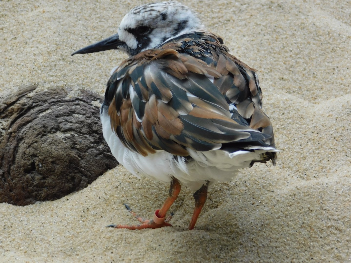 Ruddy Turnstone