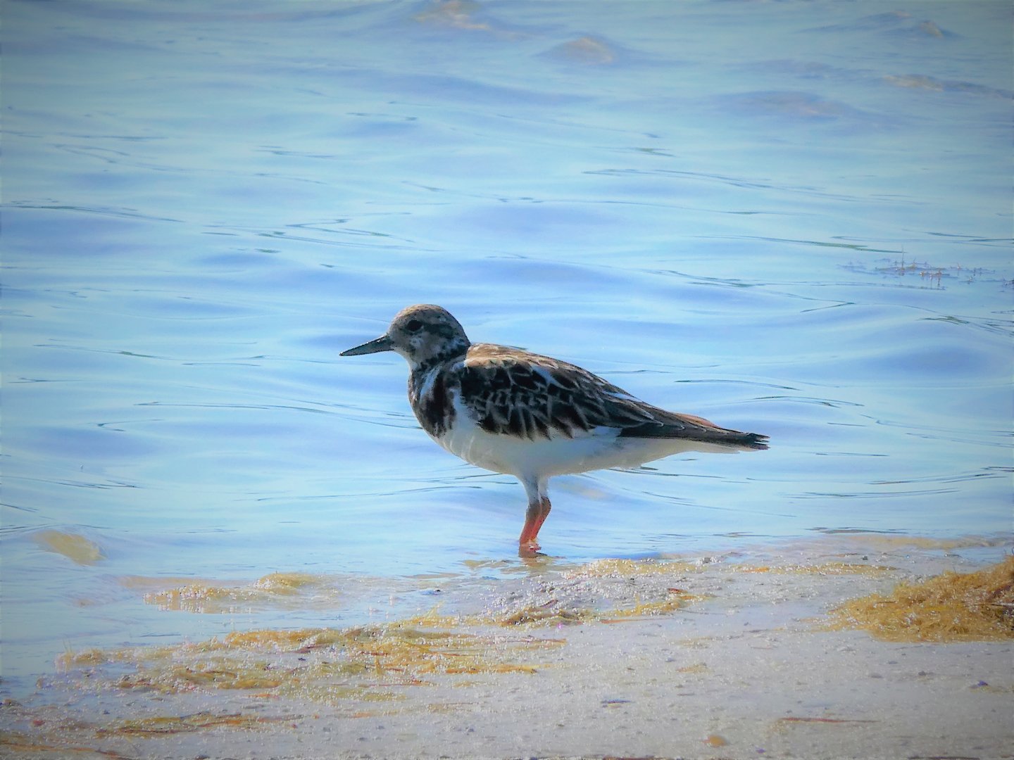 Ruddy Turnstone