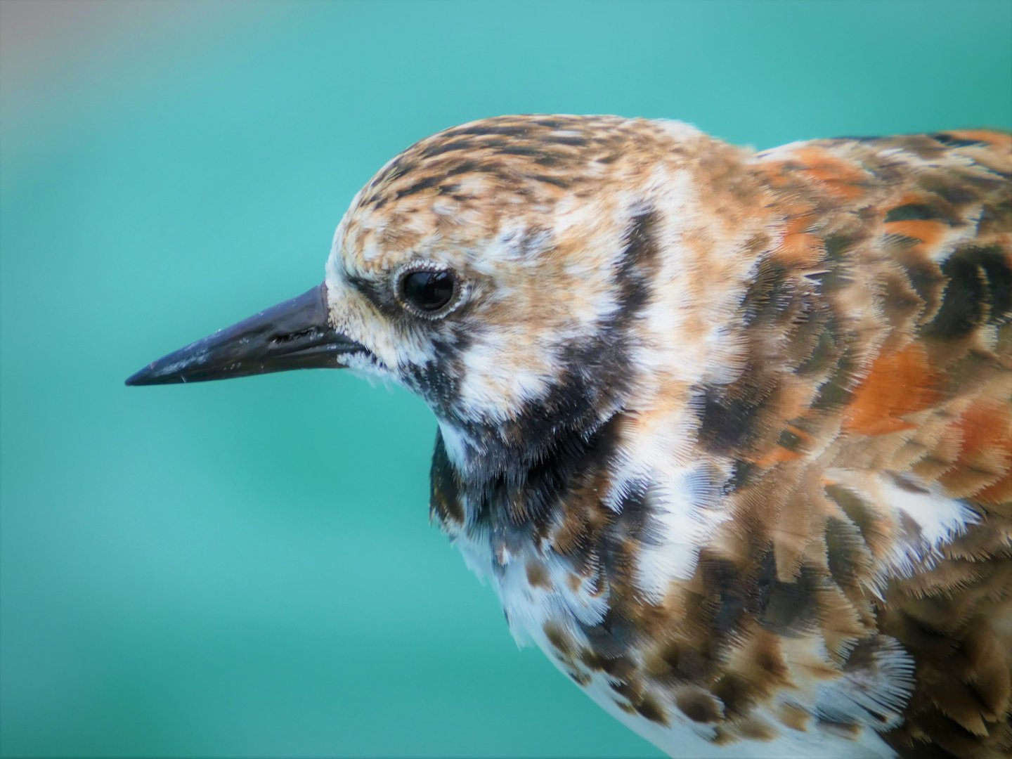 Ruddy Turnstone