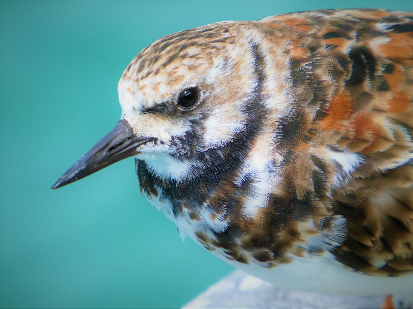 Ruddy Turnstone