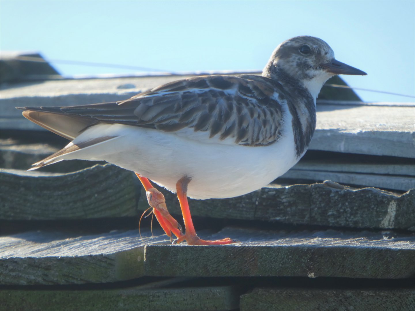 Ruddy Turnstone