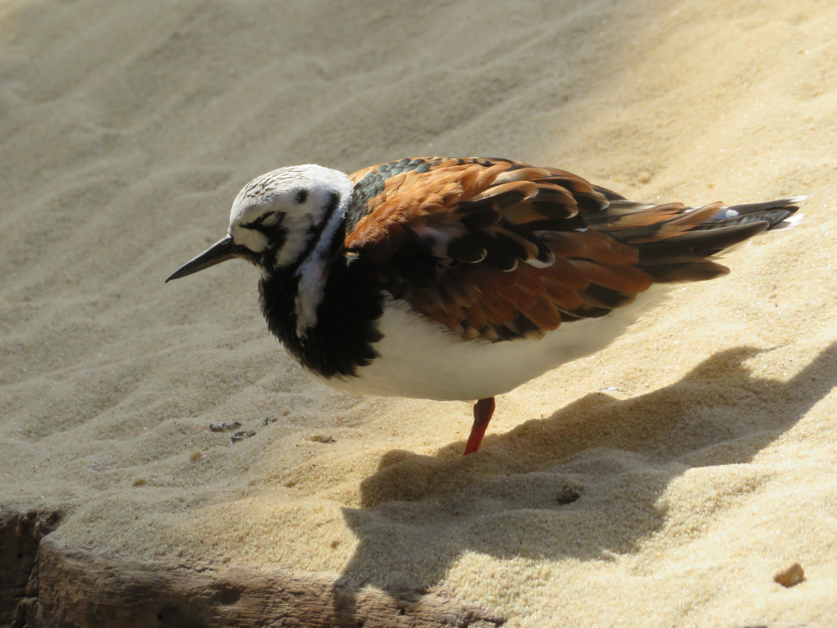 Ruddy Turnstone