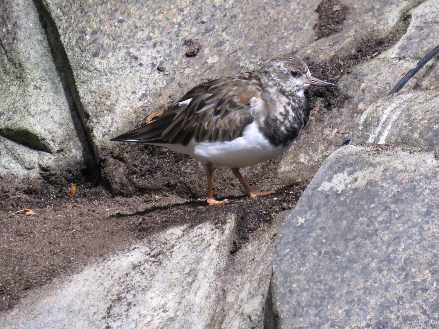 Ruddy turnstone