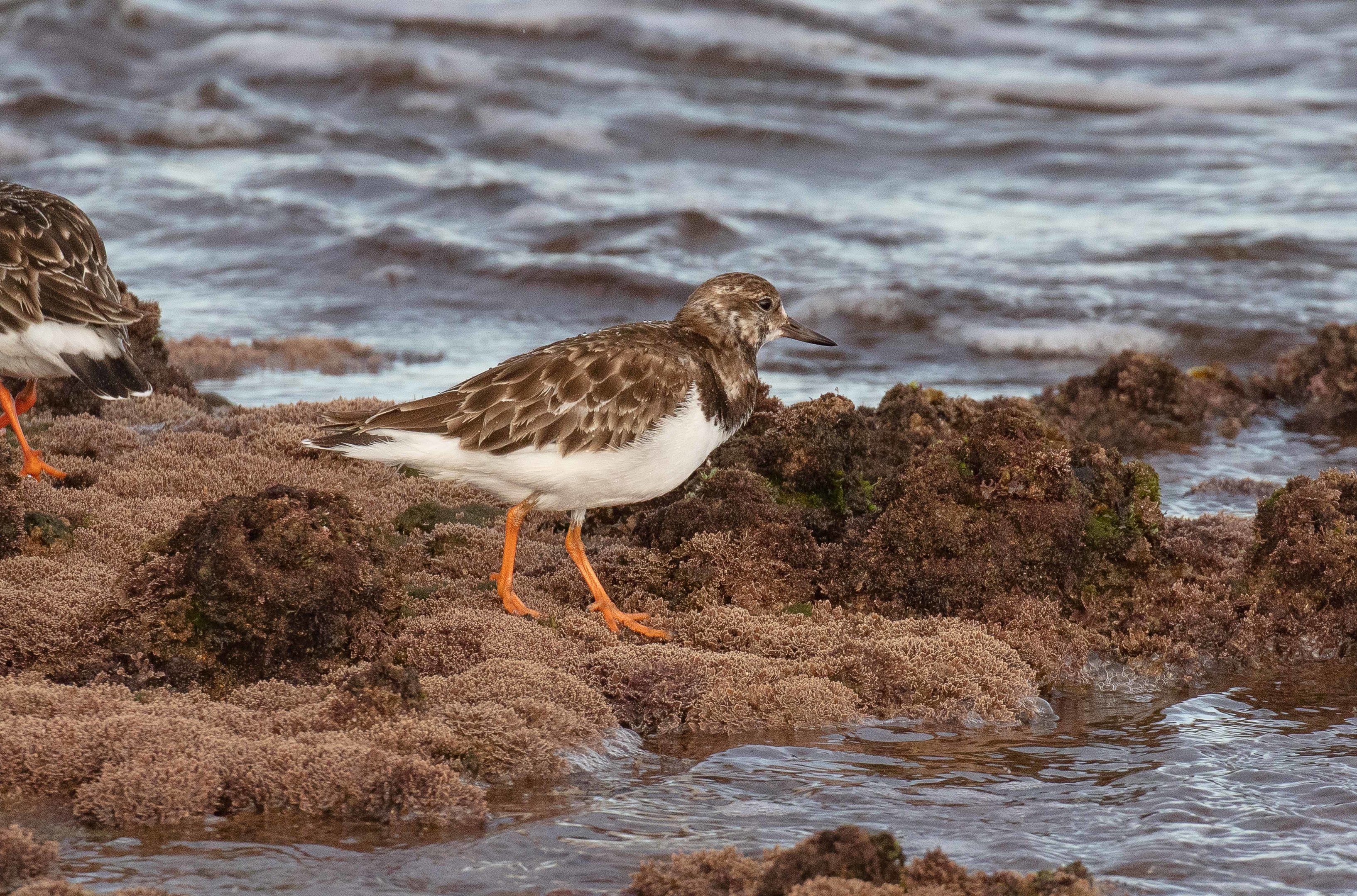 Ruddy Turnstone