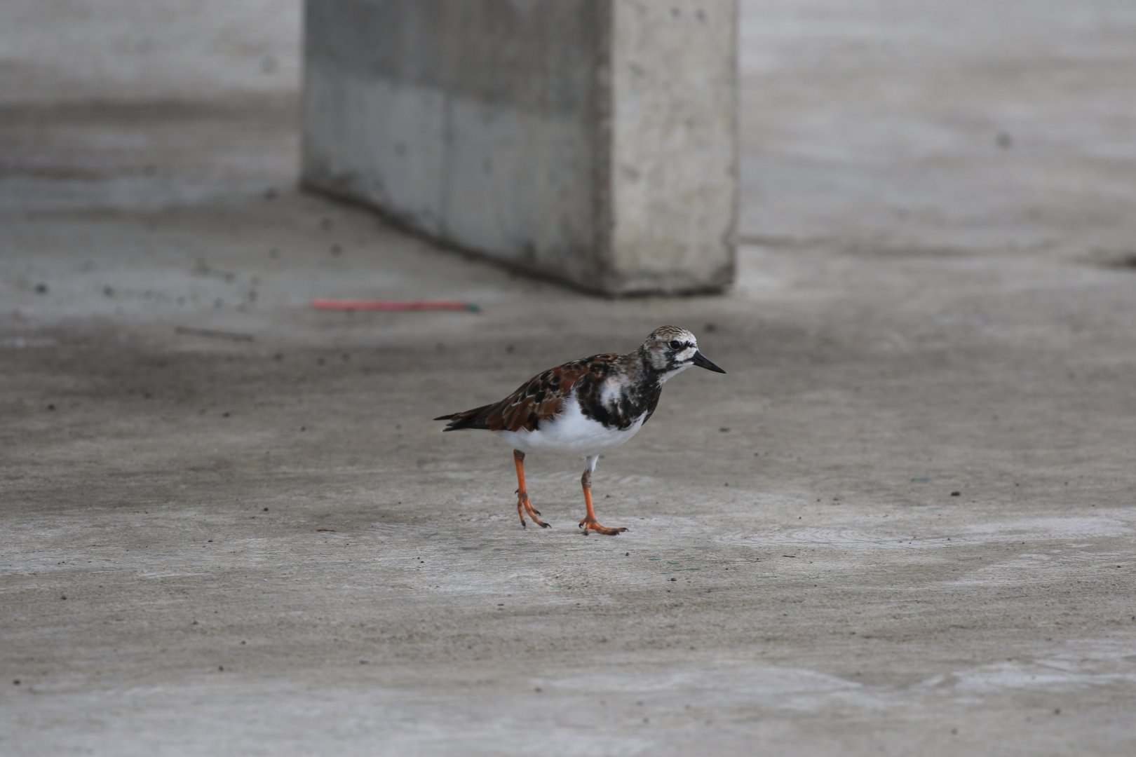 Ruddy Turnstone