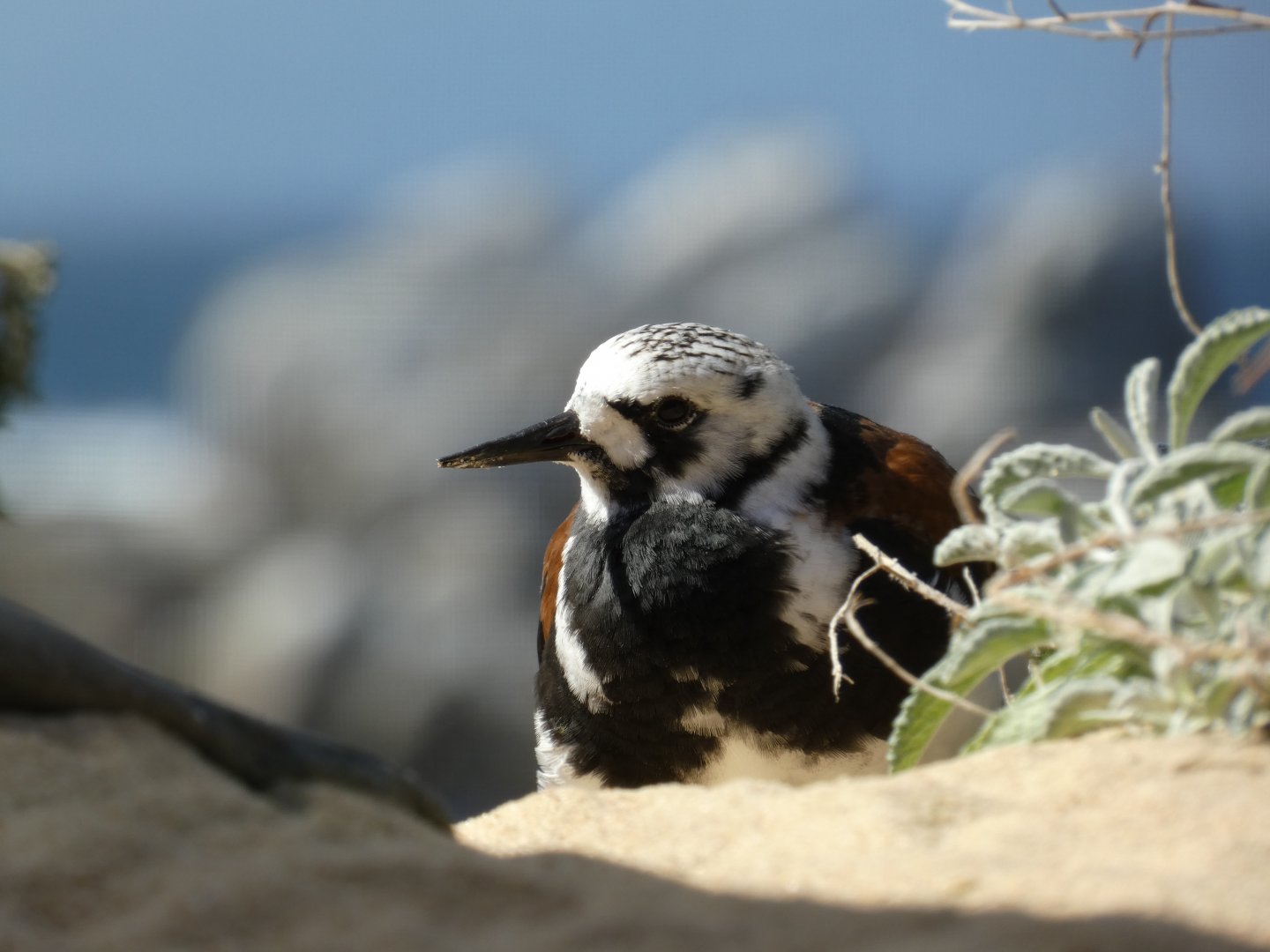 Ruddy turnstone