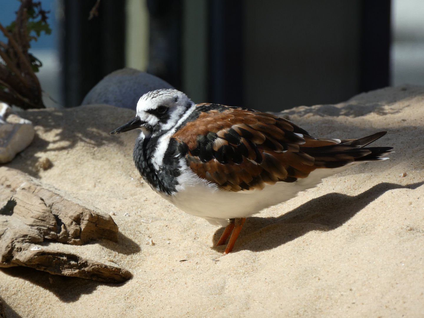 Ruddy turnstone