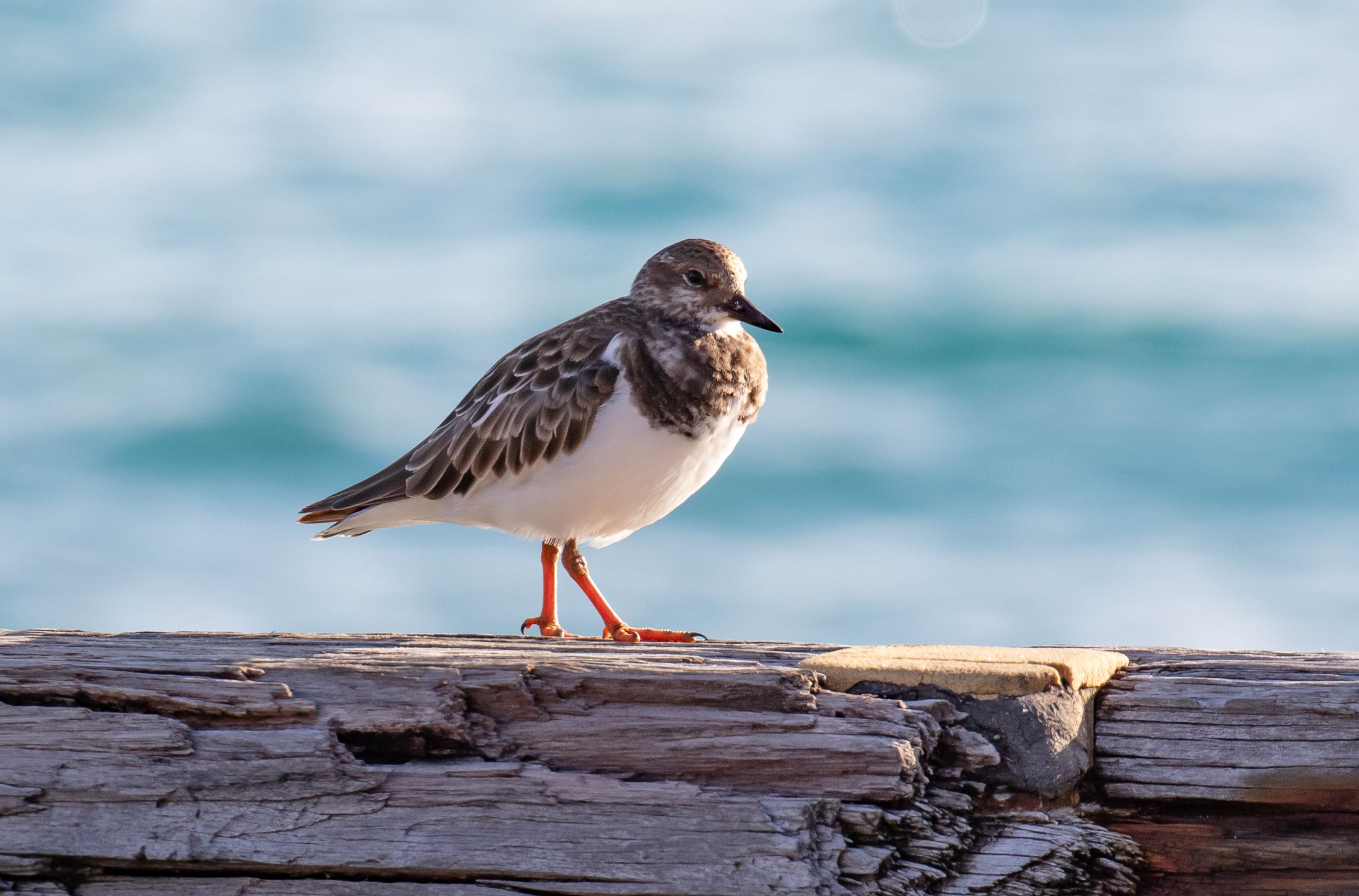 Ruddy Turnstone