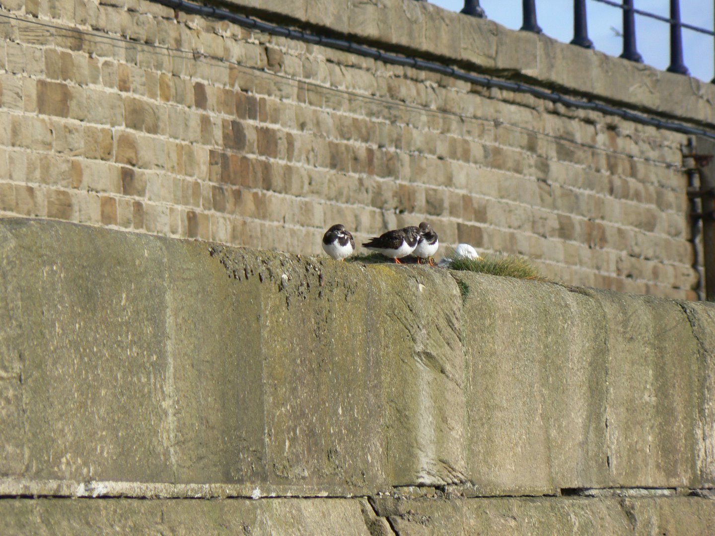 Ruddy Turnstones - 22 February 2017, Tynemouth