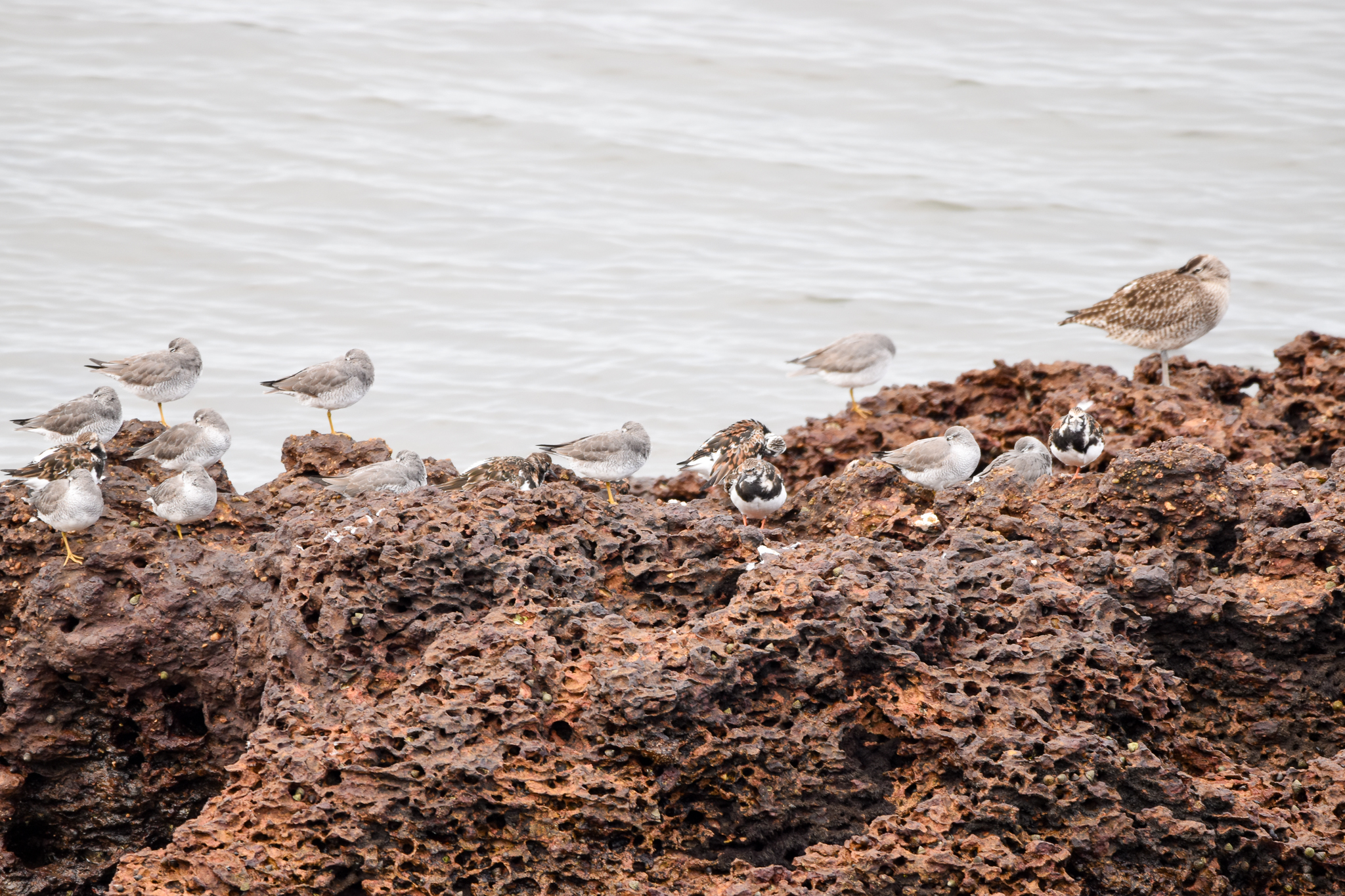 Ruddy Turnstones and Grey-tailed Tattlers