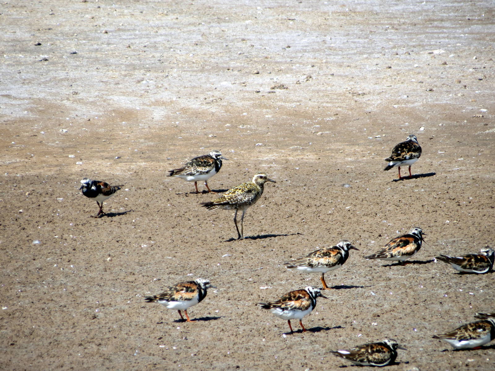 Ruddy Turnstones and Pacific Golden-plover