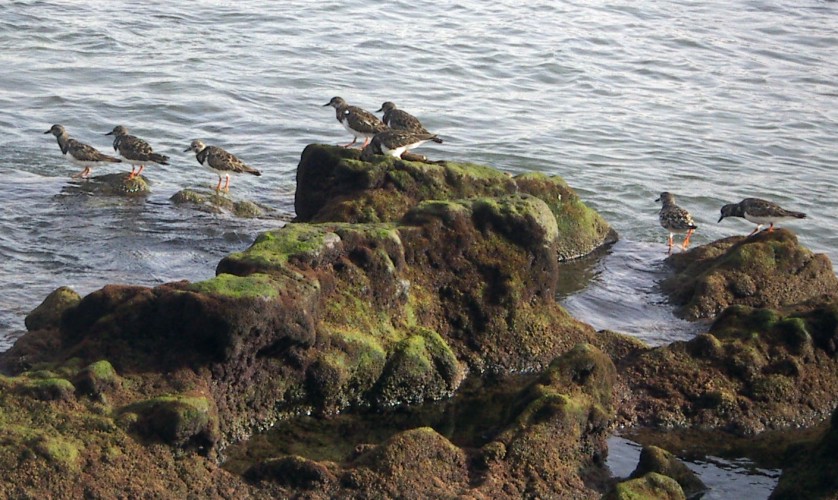 Ruddy Turnstones (Arenaria interpres)