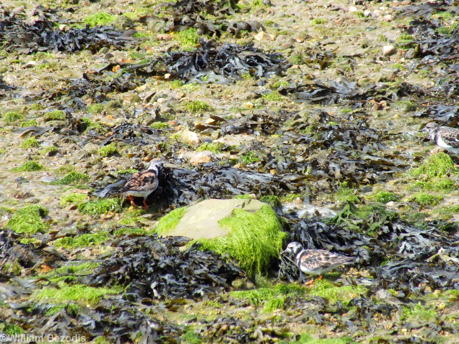 Ruddy Turnstones