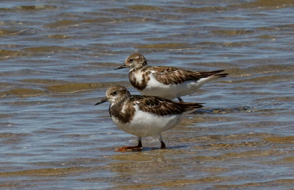 Ruddy Turnstones