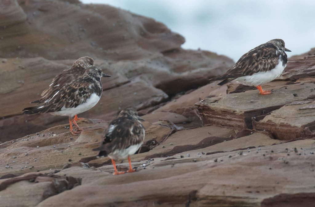Ruddy Turnstones